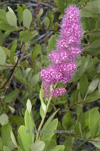 spiraea douglasii 1 graphic